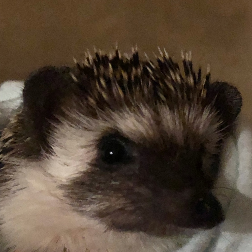 Meet your Posher, Jill